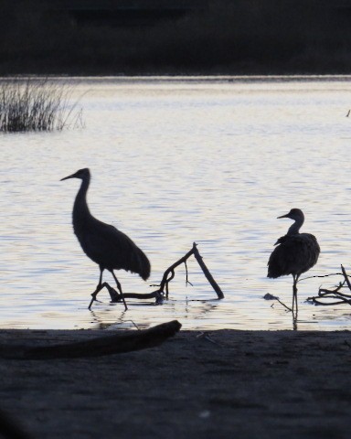 Kanada Turnası - ML309673631