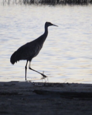 Kanada Turnası - ML309673651