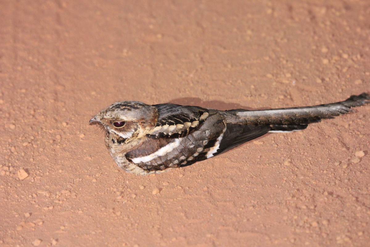 Long-tailed Nightjar - simon walkley