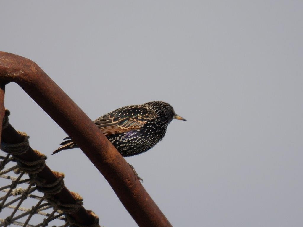 European Starling - ML309677061