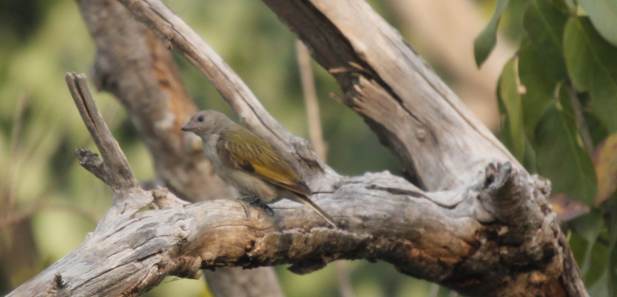 Lesser Honeyguide (Lesser) - ML309677661