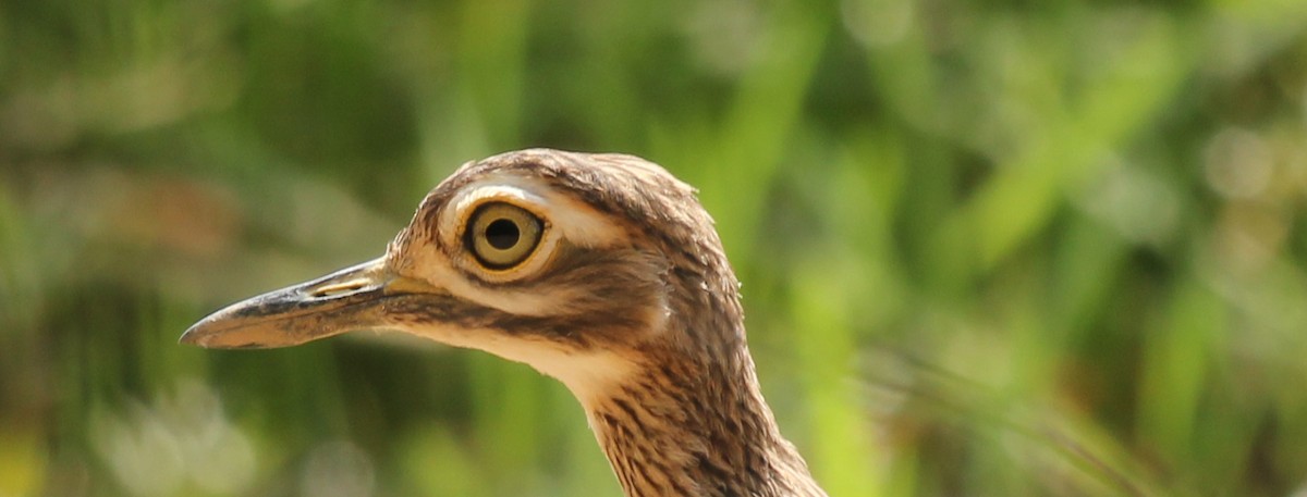 Senegal Thick-knee - ML309677791