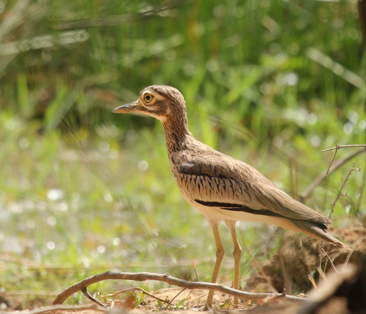 Senegal Thick-knee - ML309677831