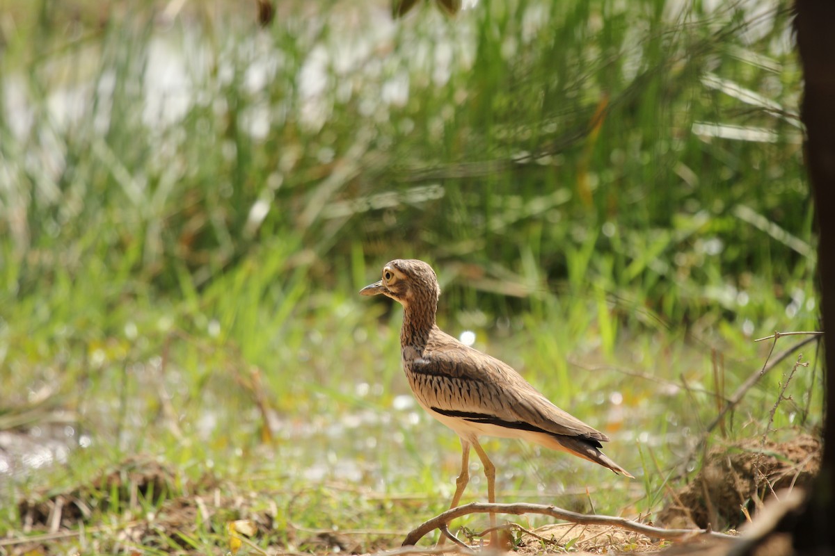 Senegal Thick-knee - ML309677861