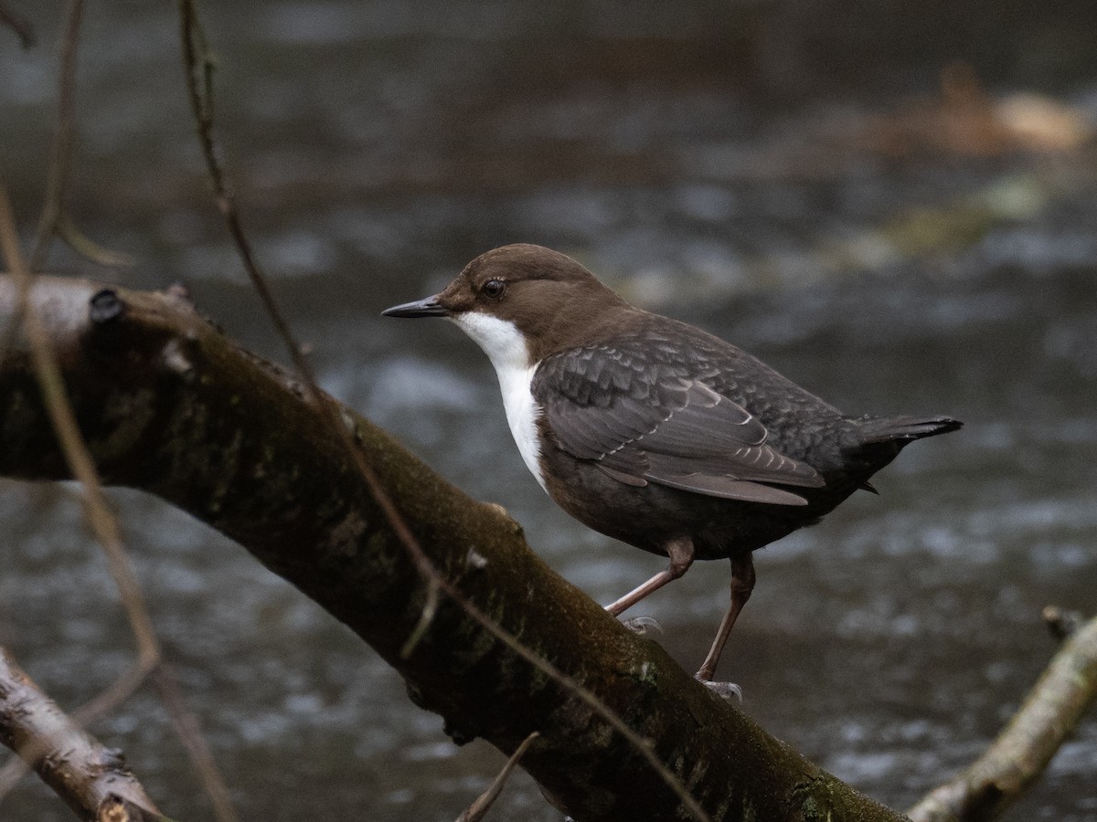 White-throated Dipper - ML309678711