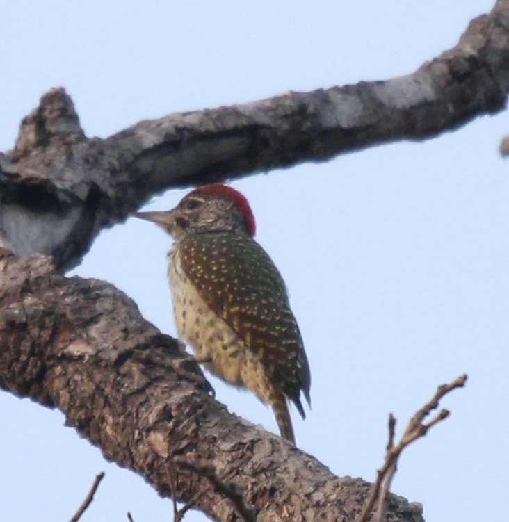 Golden-tailed Woodpecker - ML309681341