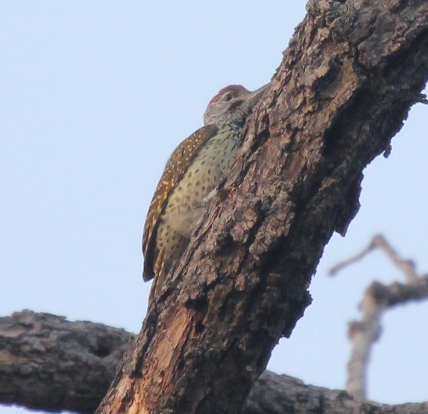 Golden-tailed Woodpecker - ML309681351