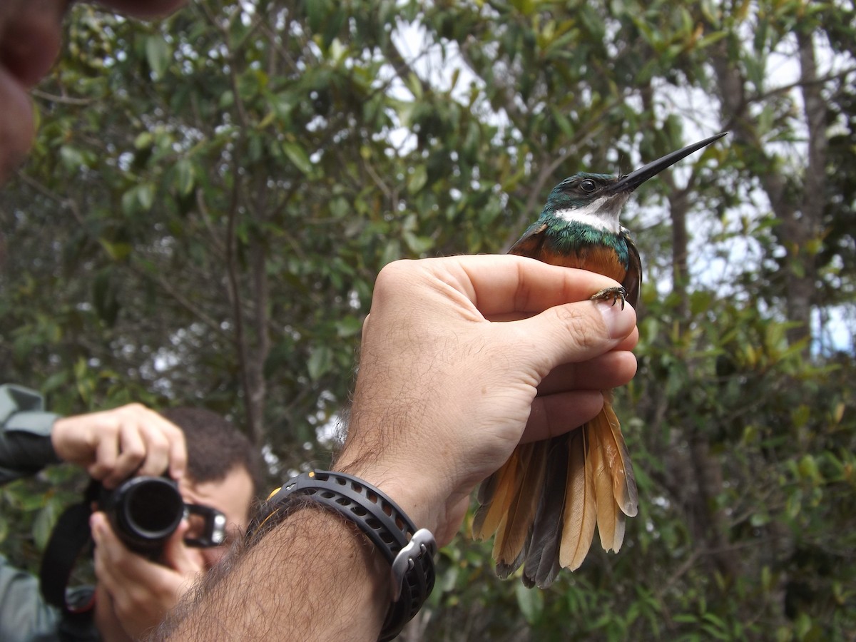 Rufous-tailed Jacamar - ML309682921