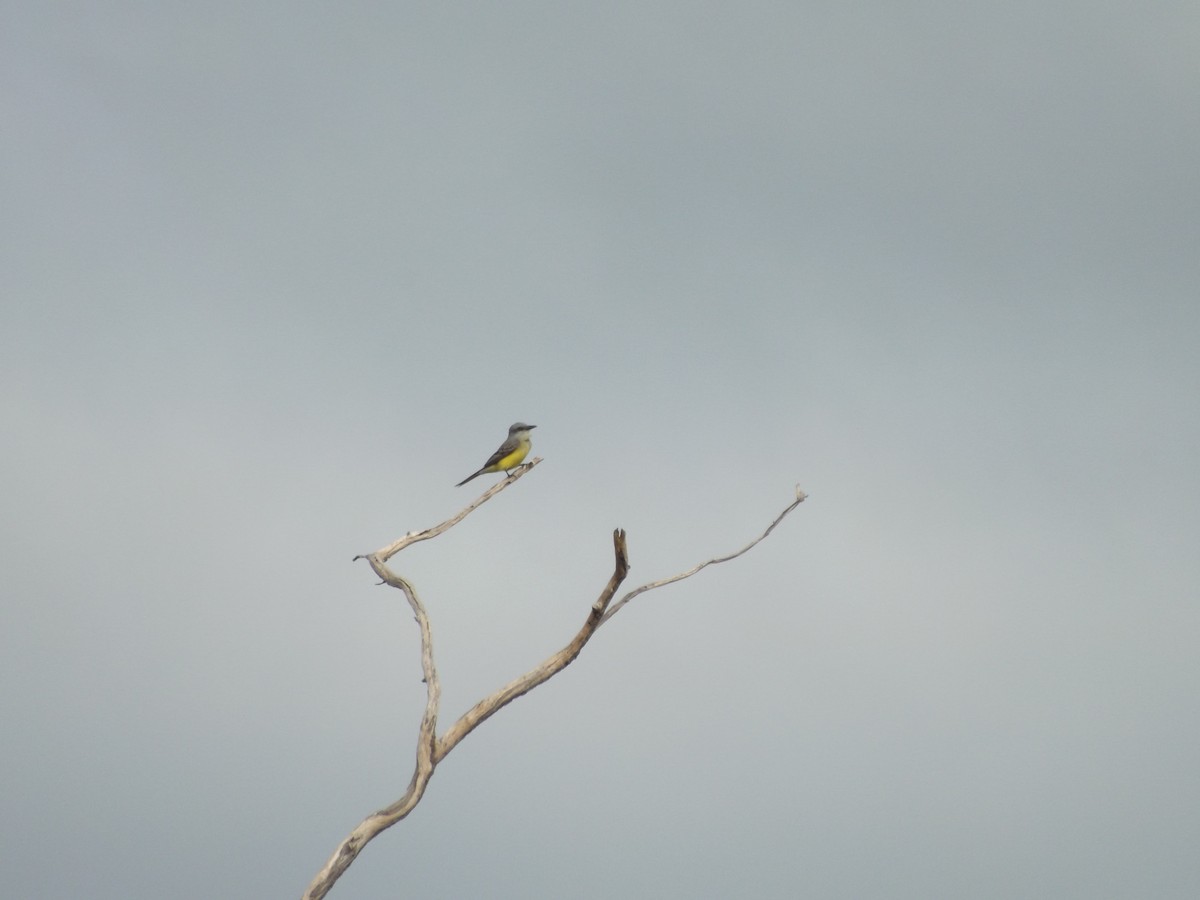 Tropical Kingbird - ML309682931