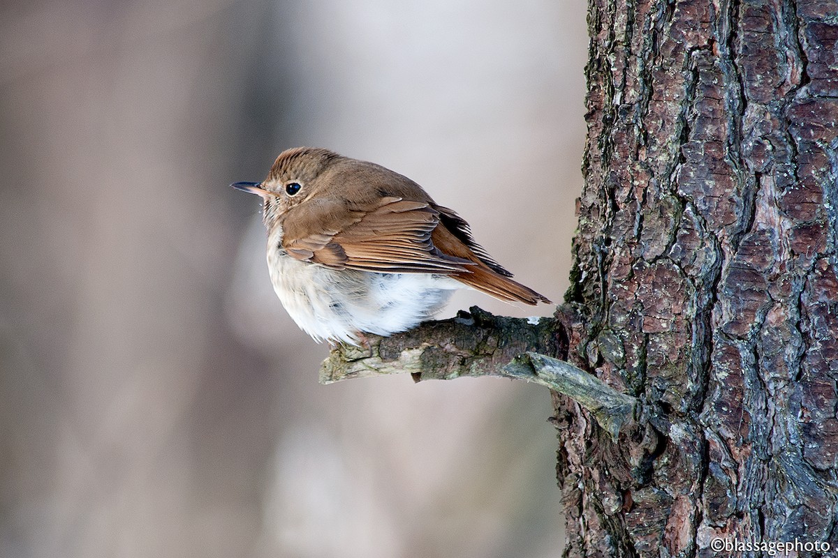 Hermit Thrush - ML309683391