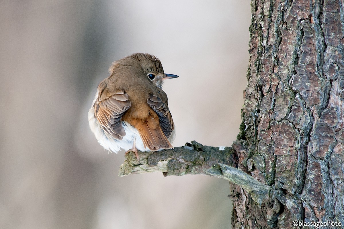 Hermit Thrush - ML309683431