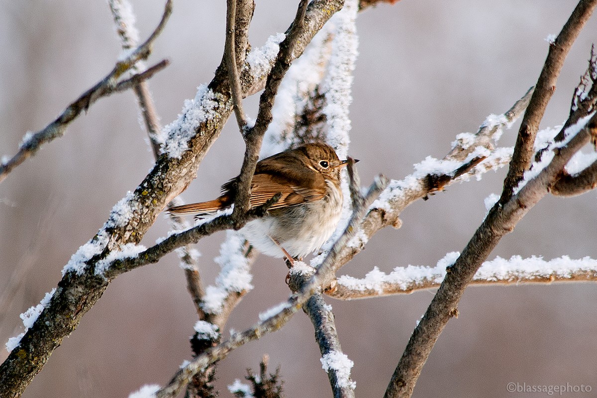 Hermit Thrush - ML309683481
