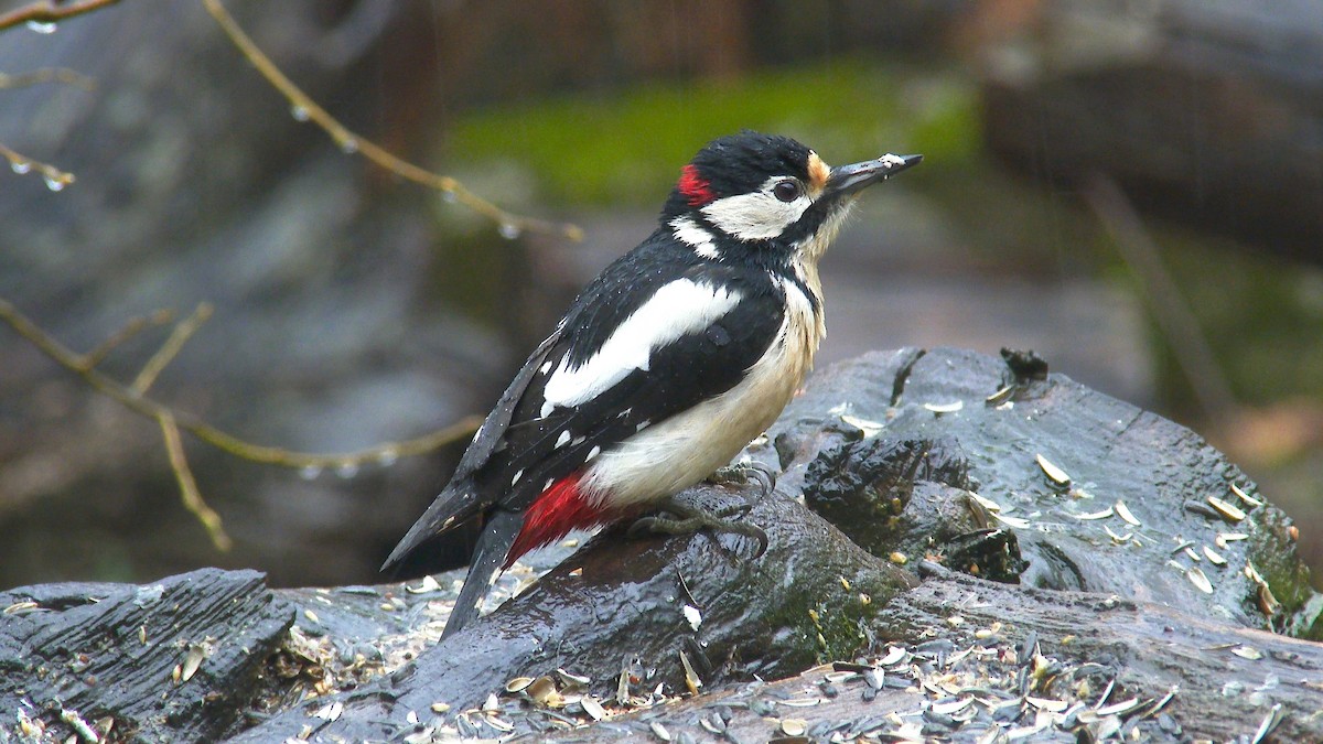 Great Spotted Woodpecker - Paulo Belo