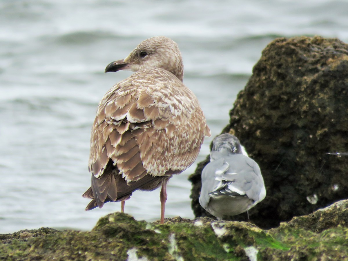 Herring Gull - Ken Spilios