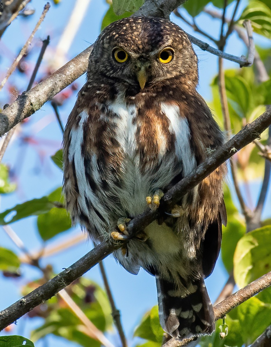 Costa Rican Pygmy-Owl - ML309686871