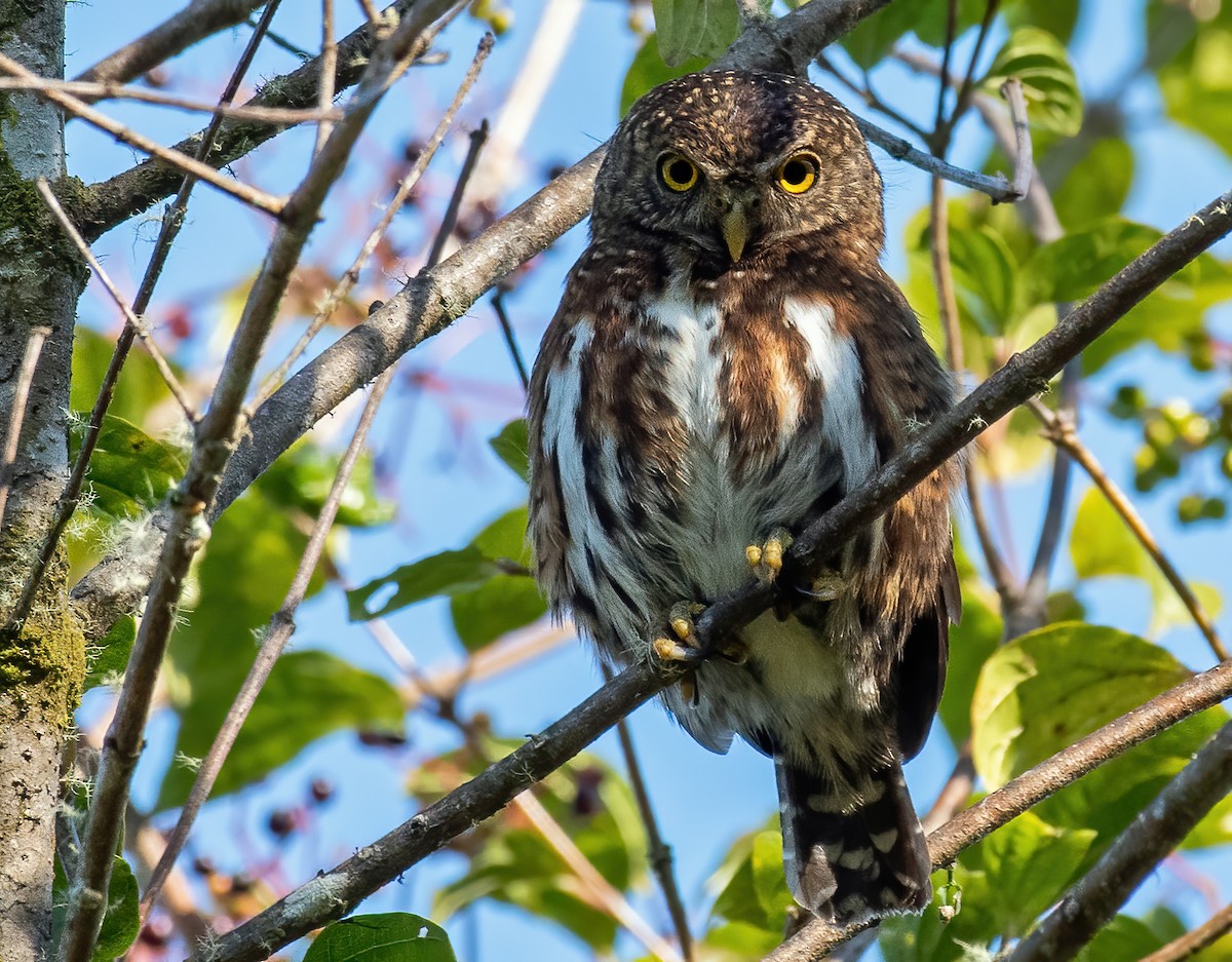 Costa Rican Pygmy-Owl - ML309686891