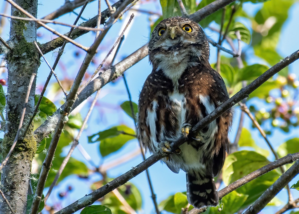 Costa Rican Pygmy-Owl - ML309686911