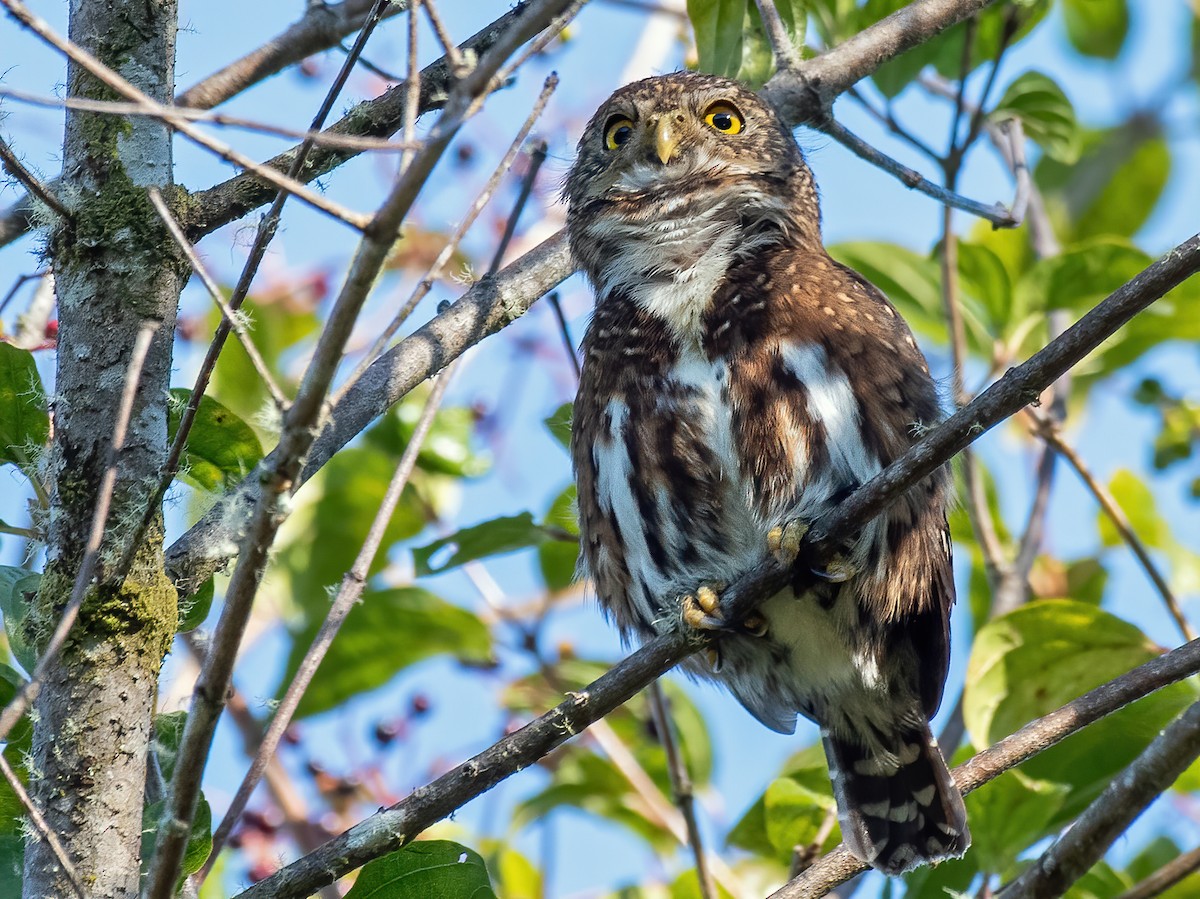 Costa Rican Pygmy-Owl - ML309686921