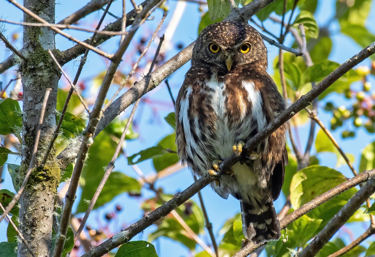Costa Rican Pygmy-Owl - ML309686931