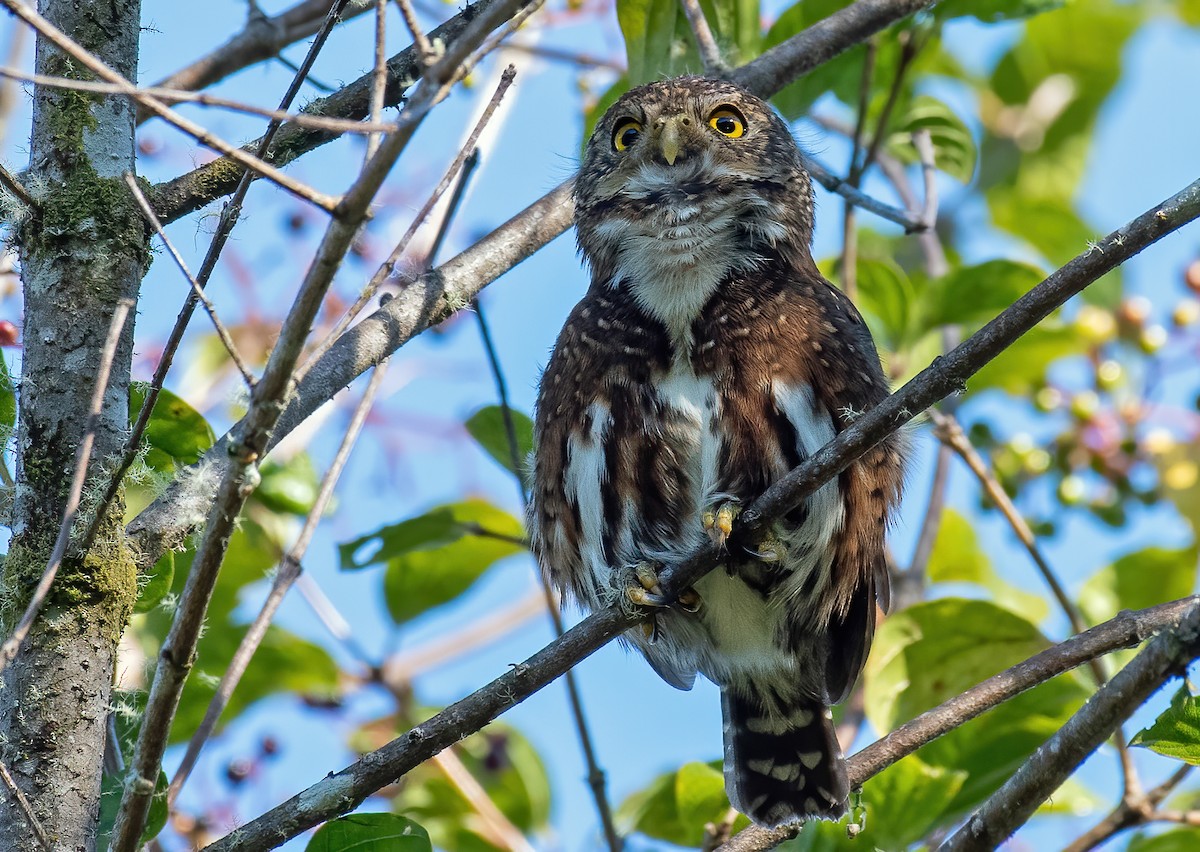 Costa Rican Pygmy-Owl - ML309686941