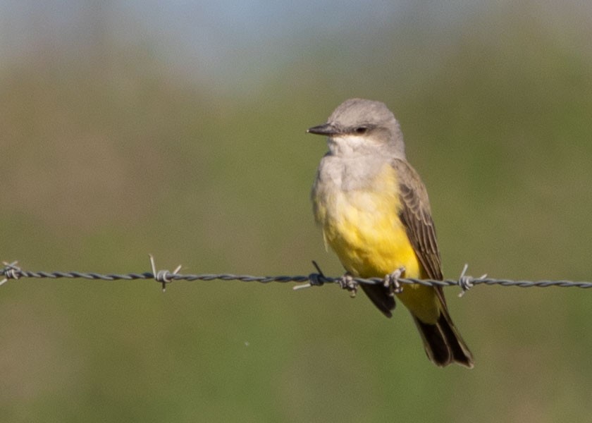 Western Kingbird - ML309686961