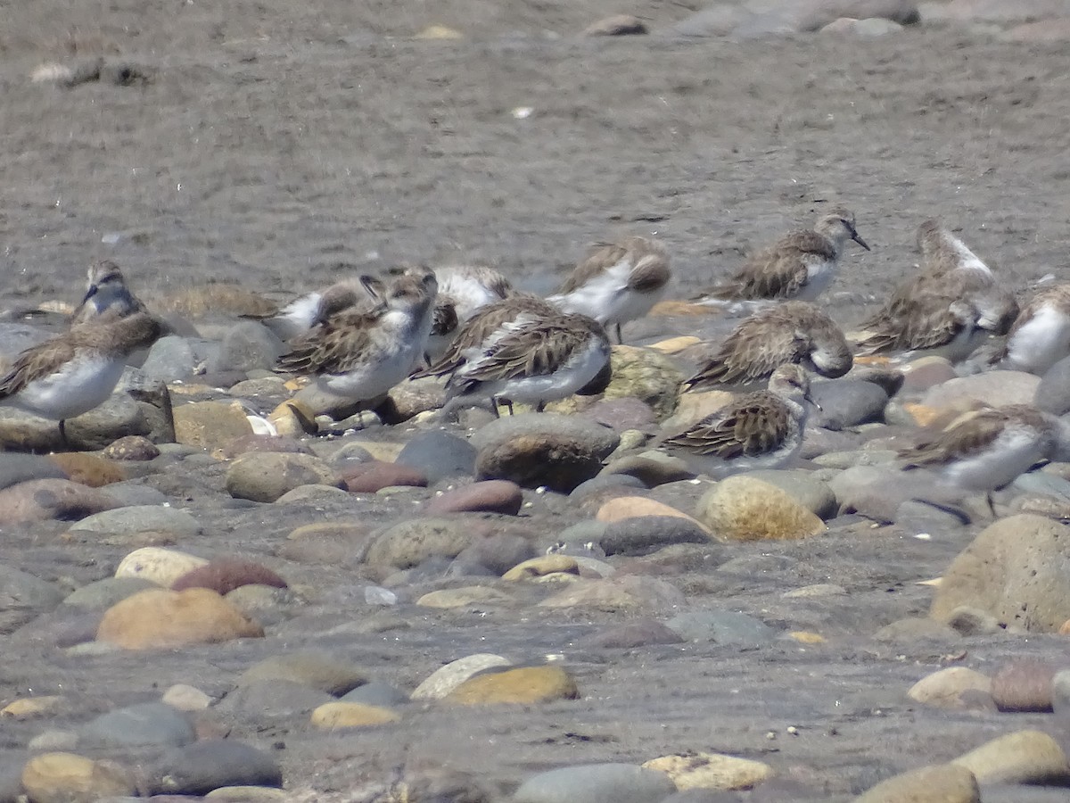 Semipalmated Sandpiper - Ernesto Guzmán