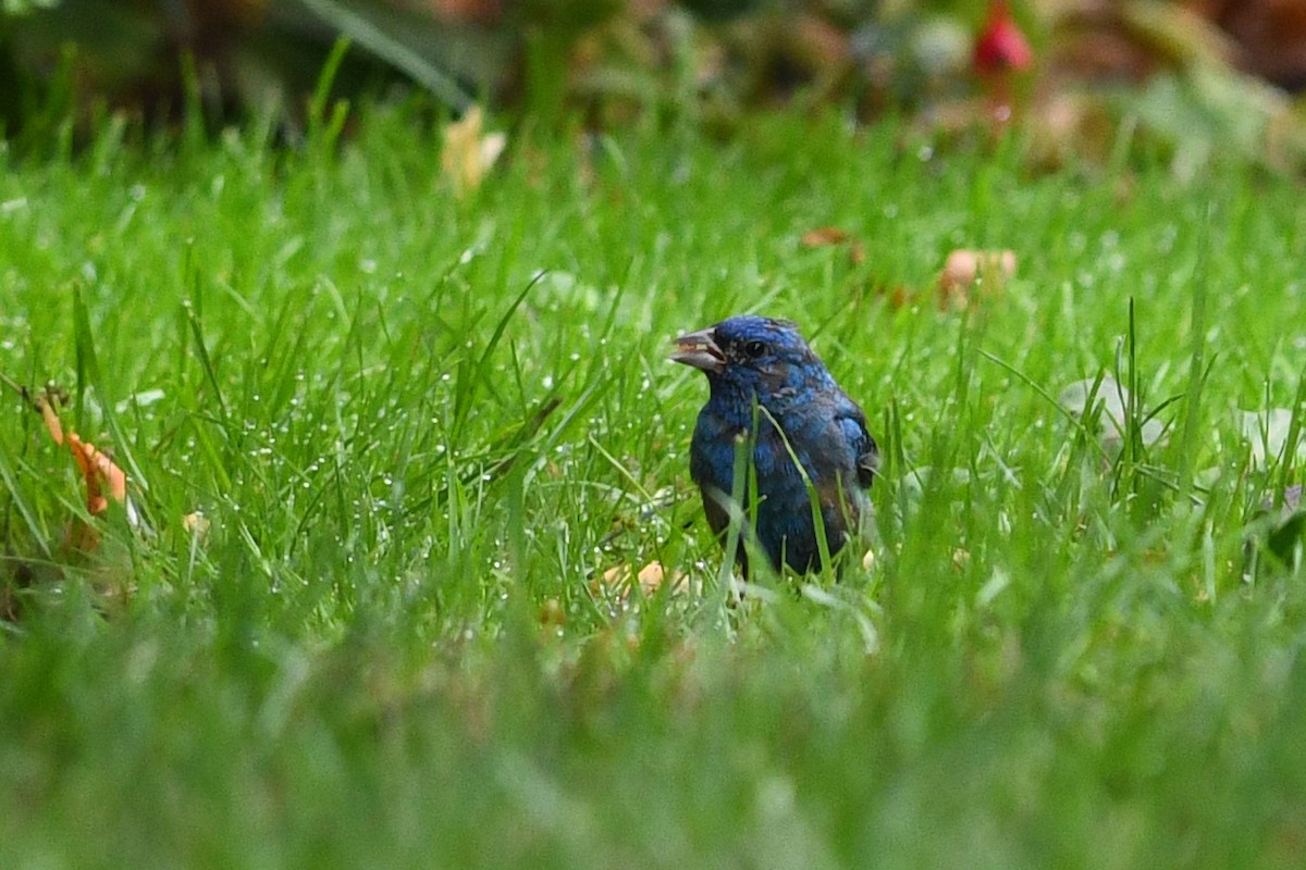 Indigo Bunting - David M. Bell