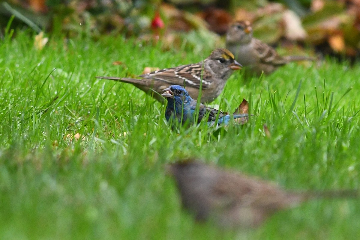 Passerin indigo - ML309687781