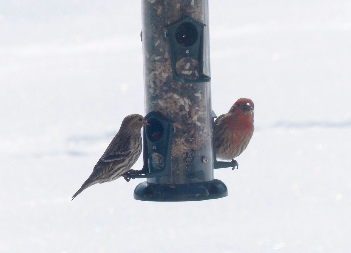 Pine Siskin - ML309689701