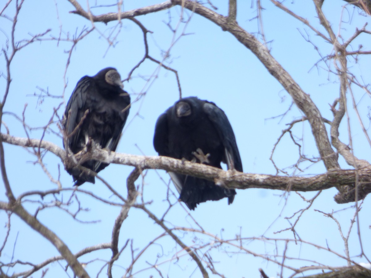 Black Vulture - ML309692001