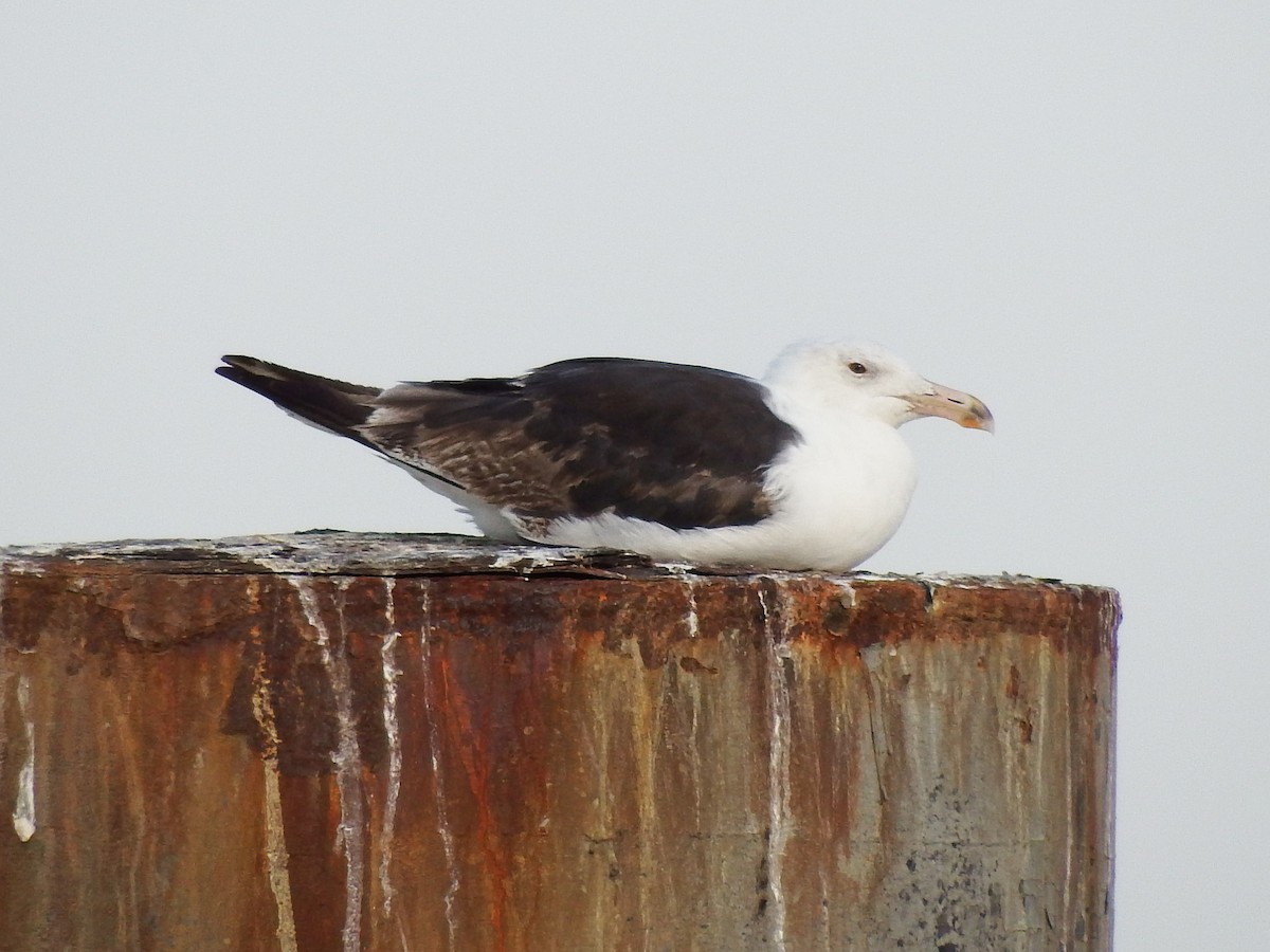 Great Black-backed Gull - ML30969231