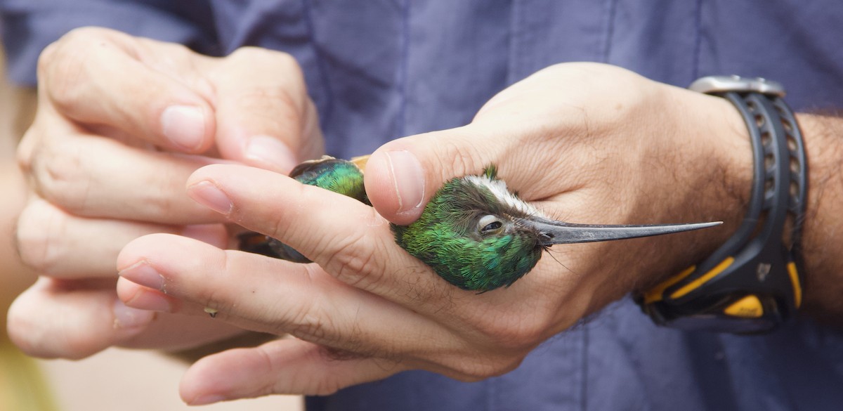 Rufous-tailed Jacamar - Luciano Naka