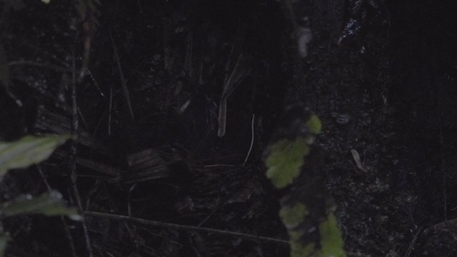 Common Scale-backed Antbird - ML309695131