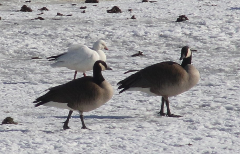 Ross's Goose - ML309695581