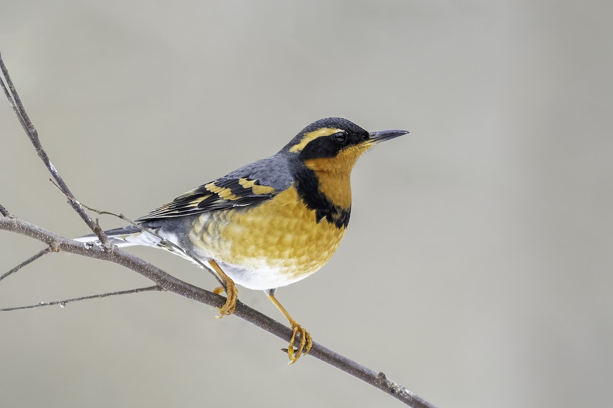 Varied Thrush - ML309695721