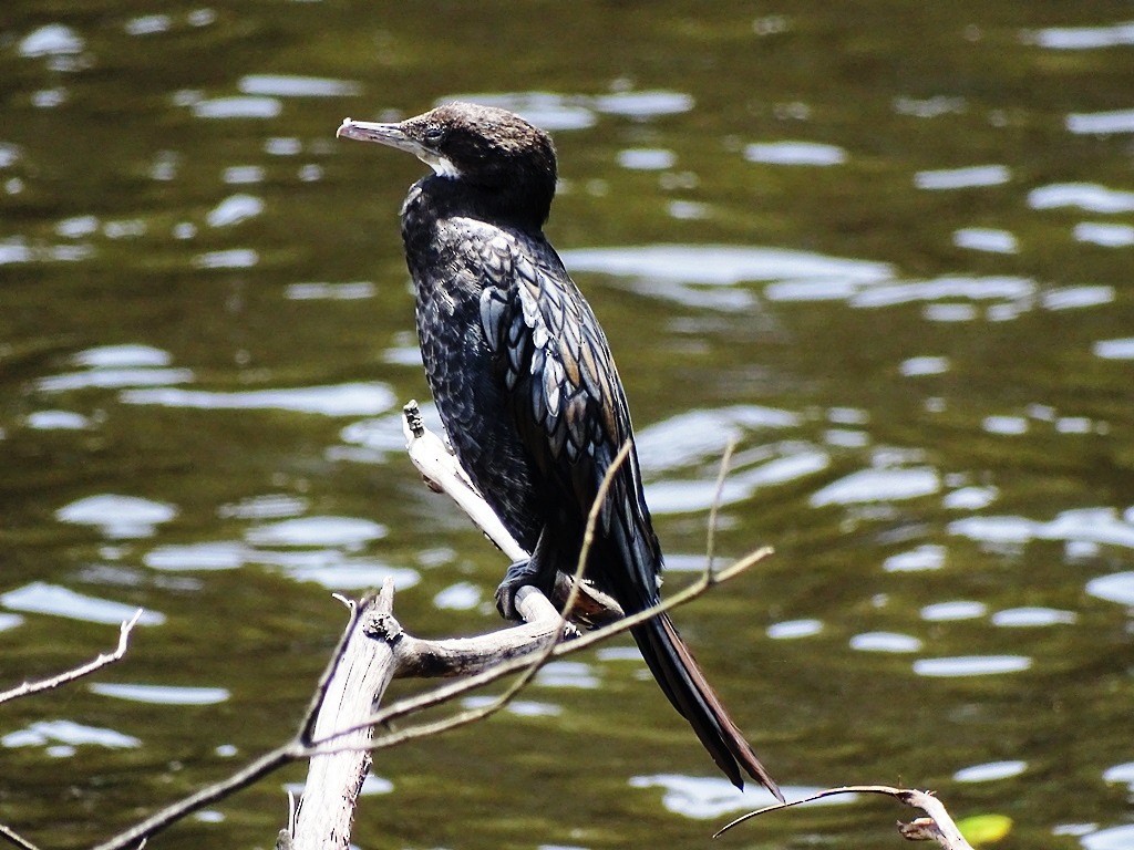 Little Cormorant - ML30969711