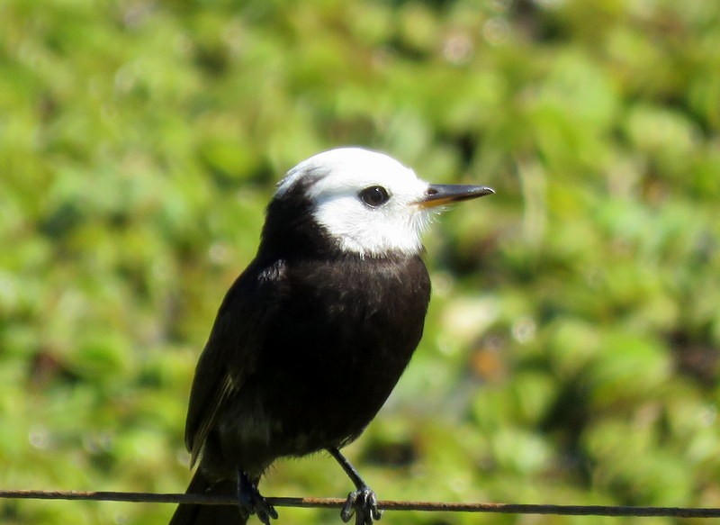 White-headed Marsh Tyrant - ML309697601