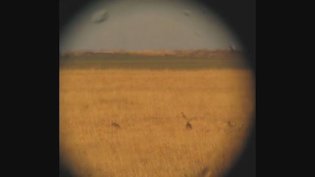 Lesser Prairie-Chicken - ML309697651