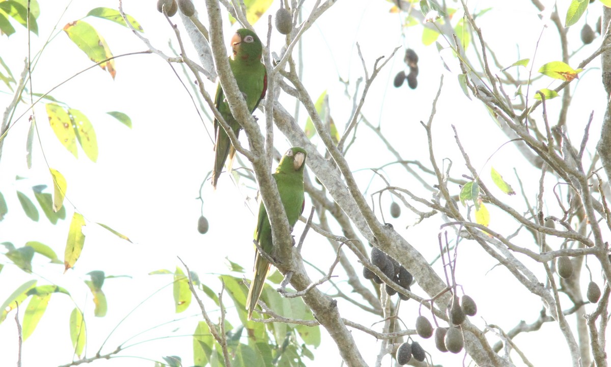 Cuban Parakeet - Sea Williams