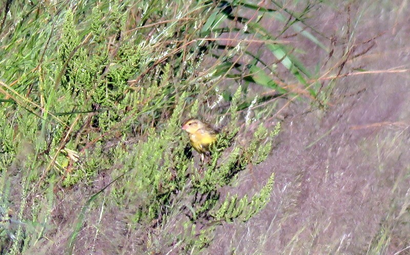 Bobolink - ML309697891