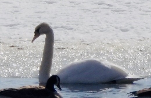 ברבור מצוי - ML309698111