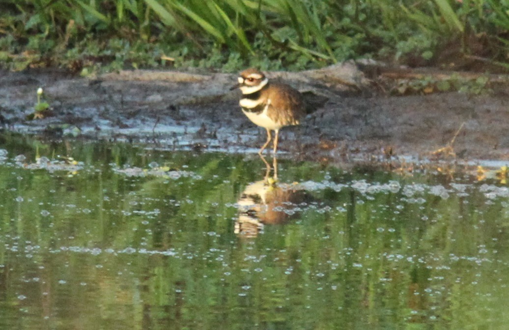 Killdeer - ML309698151