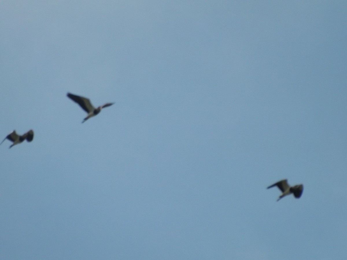 Southern Lapwing - ML309698551