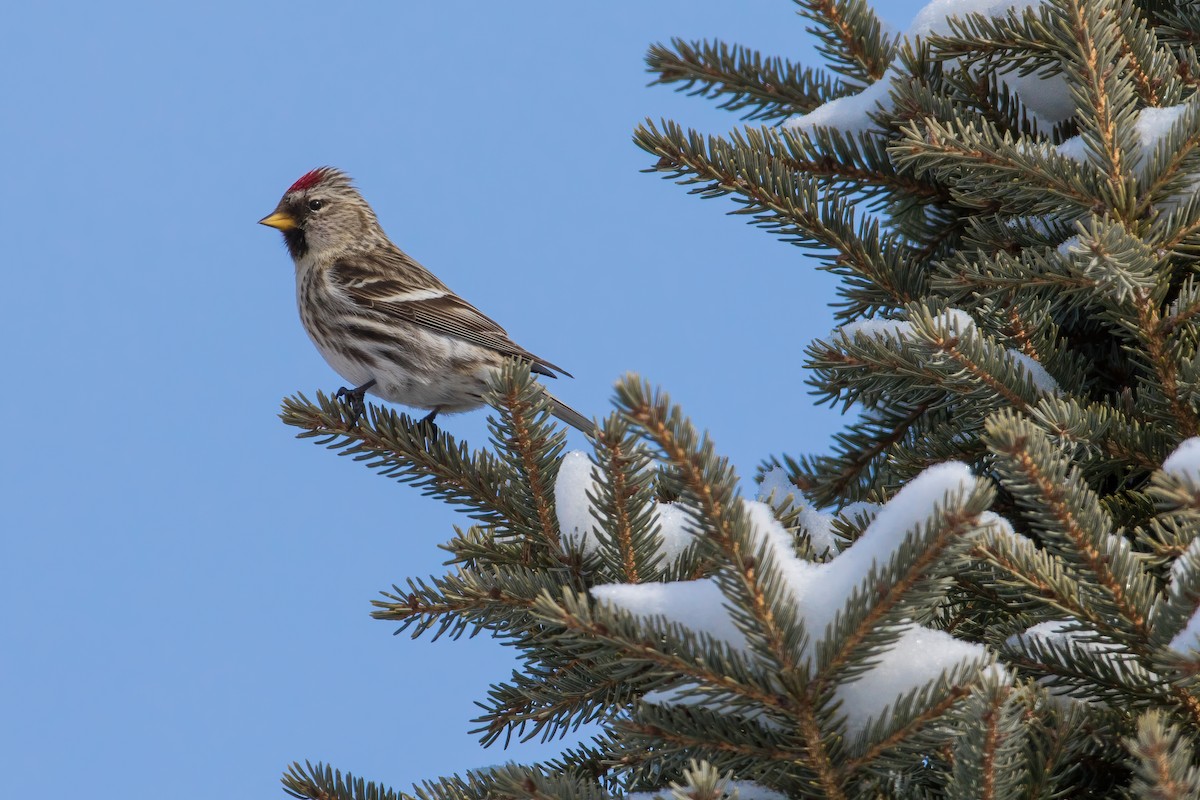 Common Redpoll - ML309698741