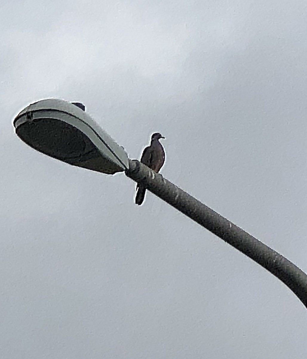 Band-tailed Pigeon - ML309698901