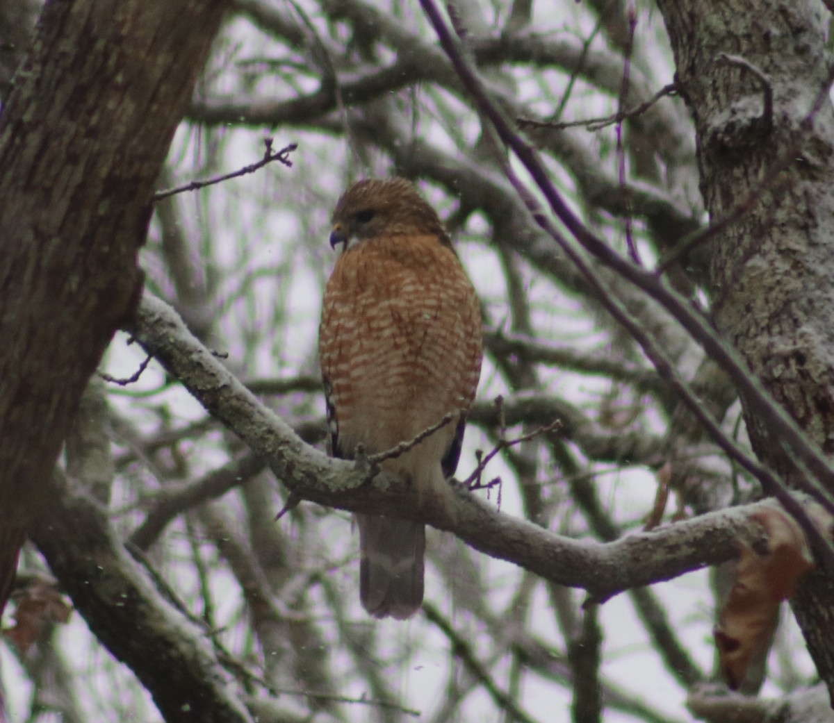 Red-shouldered Hawk - ML309699161