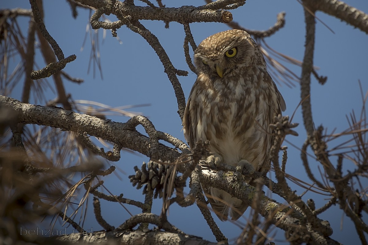 Little Owl - ML30970051