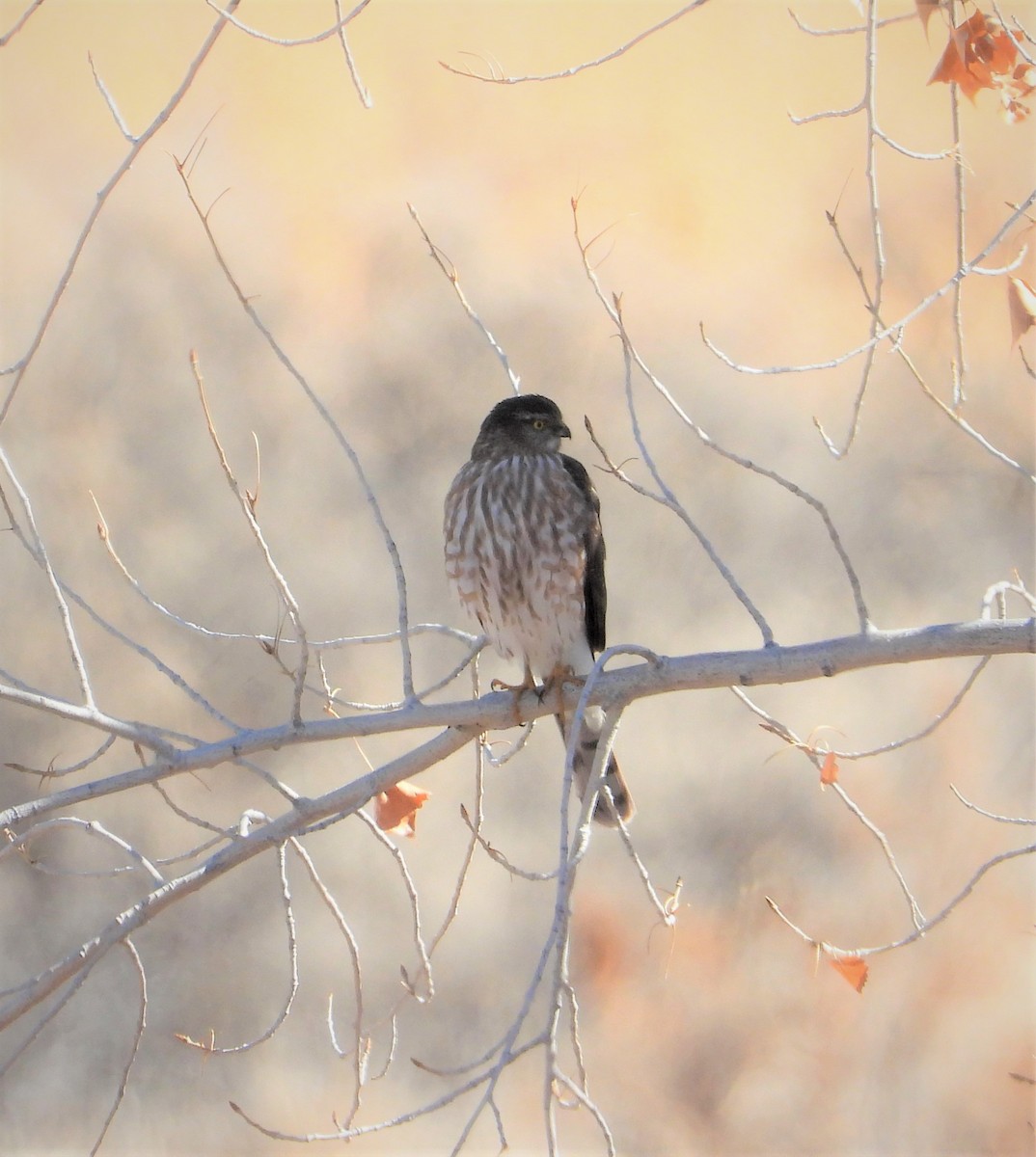 Sharp-shinned Hawk - ML309702531