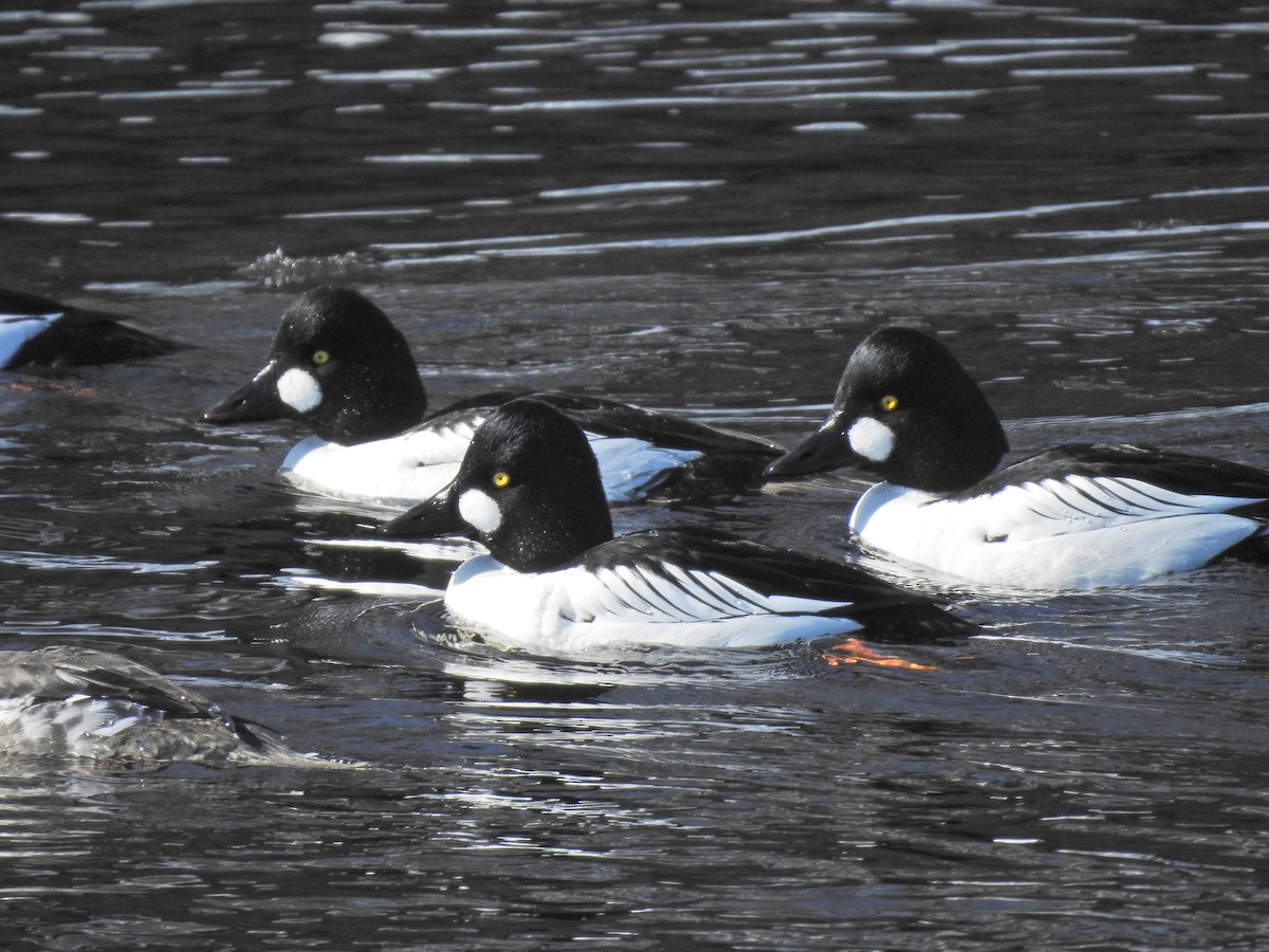 Common Goldeneye - Keith Gregoire