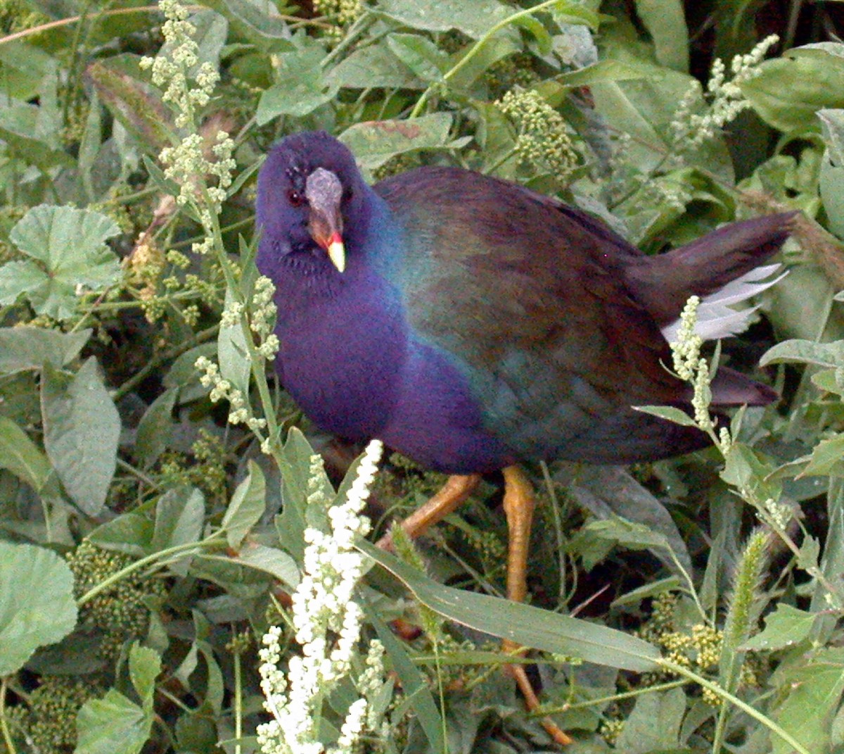 Purple Gallinule - ML309703671